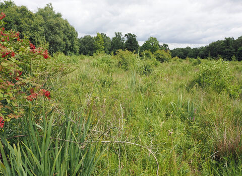 Wide shot of plants and trees growing at Askham Bog.