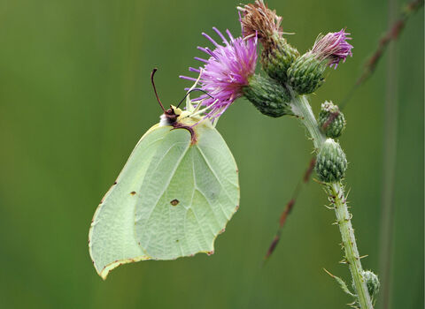 A pale green brimstone butterfly hangs from a pink marsh thistle flower, using its proboscis to feed.