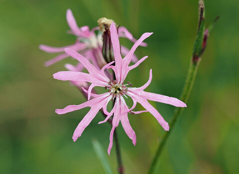Close-up of a ragged-robin flower, which is pink and has a frayed appearance.
