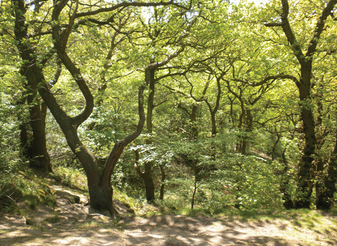 View of an ancient woodland