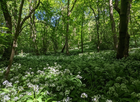 A carpet of white-headed wild garlic spreads out beneath green trees