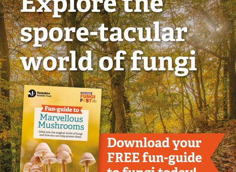 A image of a mushroom guide set in a woodlands