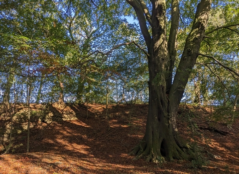 An orange carpet of leaves with a spreading green canopy overhead, and a large beech tree off to the right.