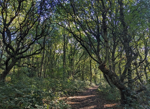 A huge and twisting tree canopy arches over a woodland path