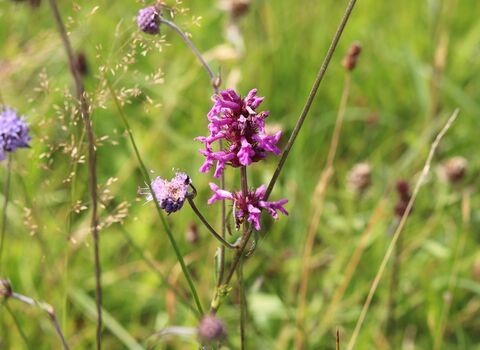 Betony and Scabious growing in a sunny meadow at Ingleborough