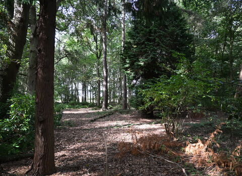 Moorlands Woodland View - Howard Roddie