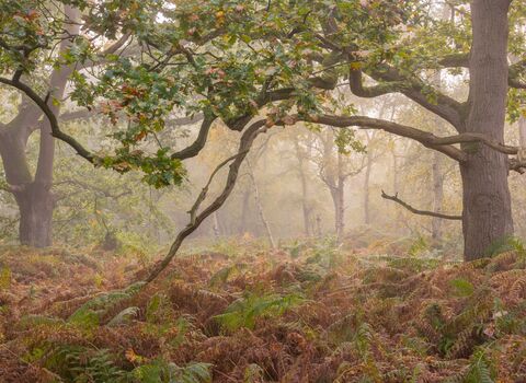 an ancient woodland draped in autumn colour and morning mist