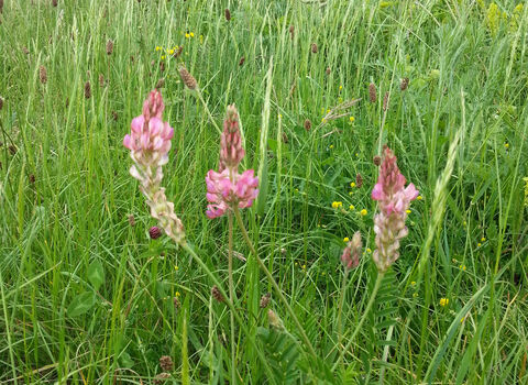 Rare Sainfoin flower in meadow.