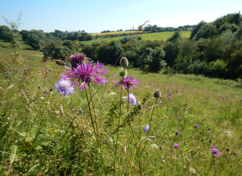 Wildflowers in sloping meadow.