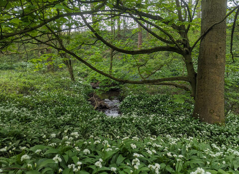 Wild garlic in a wood surrounded by trees. 