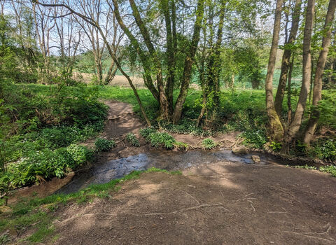 Sunny woodland with beck running through it.