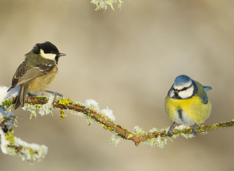 blue tit and coal tit perched on snowy branch