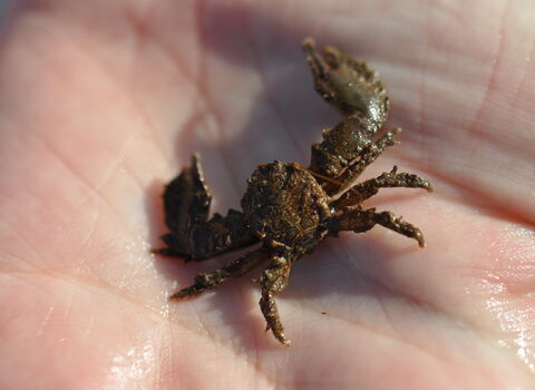 Broad-clawed porcelain crab
