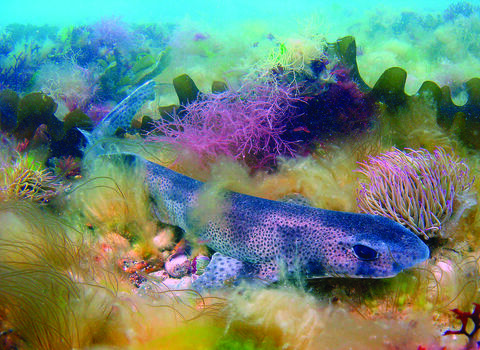 Small spotted catfish swims close to colourful seabed