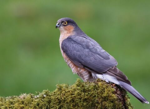Sparrowhawk resting on mossy branch.