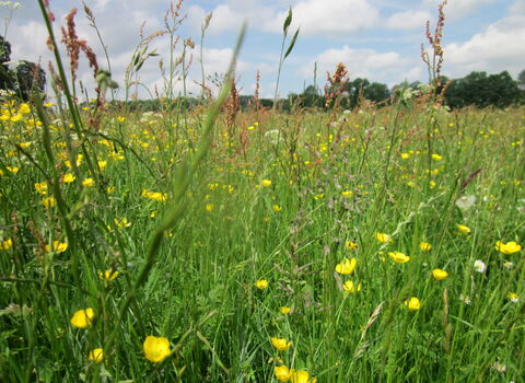 A vibrant field of green grass dotted with bright yellow flowers under a clear blue sky.