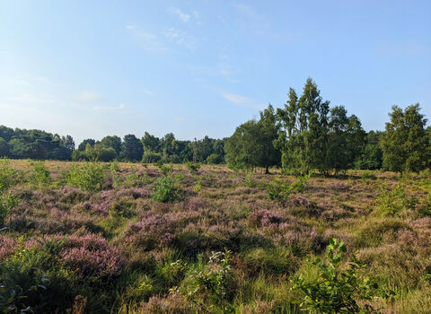 view of purple heather in bloom on lowland heathland on a nature reserve. There are some tres in the distant horizon and the sky is blue