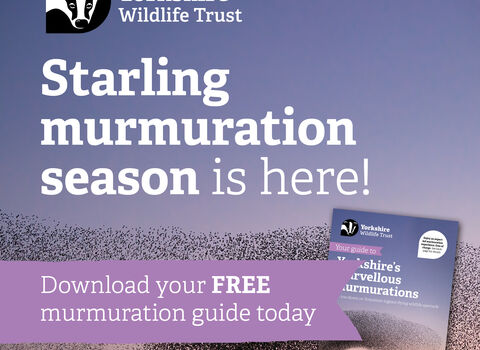 Starling murmuration season is here! Download your free murmuration guide today.