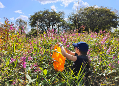 A woman stands in the centre of a patch of Himalayan balsam, the plants reaching well over the top of her head, knocking seeds into an orange bag.