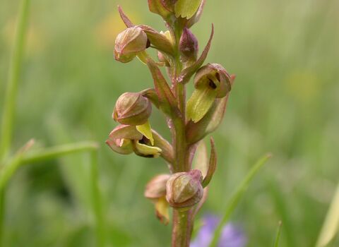 Close-up of a frog orchid with small greenish-yellow flowers tinged with reddish-brown, arranged along a slender stem