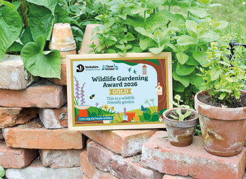 A framed certificate that says Wildlife Gardening Award in bold writing, if resting on a brick wall with green shrubbery behind and two plant pots on the side.