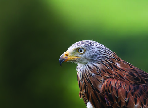 A photo of the head of a red Kite with a blurred green background