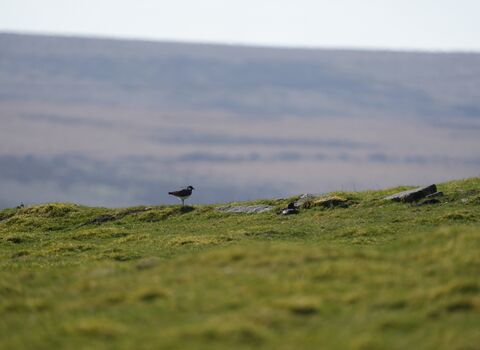 A lapwing stood on open moorland