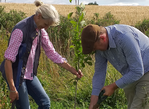 a man and woman volunteering planting a tree