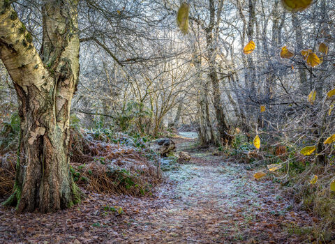 view of a frosty wintery woodland looking p a path with a tree trunk to the left and more trees in the distance and to the right. on the right there are still some yellow leaves from autumn left on the branches