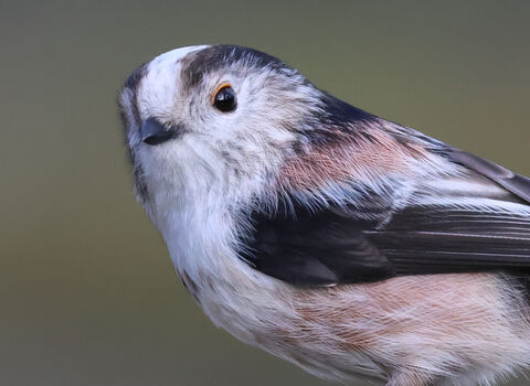 Close-up shot of a Long-tailed Tit bird, featuring its white head with a black and gray cap, black wings, and soft, delicate pink and white plumage, with a keen eye visible.
