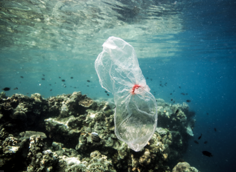 A clear plastic bag with red tie floats in front of a bustling reef
