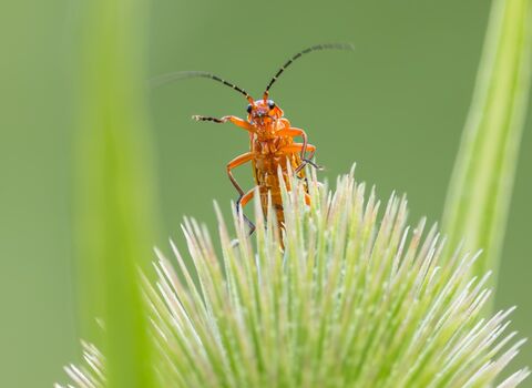 Close-up of a bright orange soldier beetle perched atop a spiky, green seed head, with soft green foliage in the blurred background.