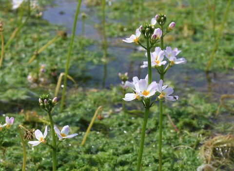 Watercress flowers, white with yellow centers, bloom amidst a dense green aquatic plant bed with visible water. Some flowers are fully bloomed, others are in bud.