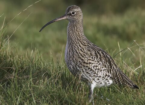 Curlew