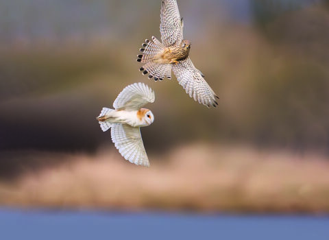 A kestrel and barn owl sit at the centre of the image flying with wings spread 