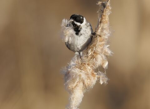 A reed bunting with fluff in its mouth sits perched on a fluffy twig at a sharp angle