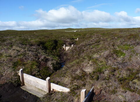 View of a wetland landscape on a sunny day with patches of dry, brown vegetation and tufts of green plants. A wooden bridge spans a dark, ditch-like stream, with additional similar bridges further in the distance. A treeline and blue sky are visible in the background.