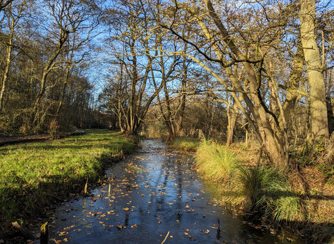 A stream cuts up the middle of the image, reflecting the blue of the sky. Green grass fringes it on either side, and it is overshadowed by some large, old trees.