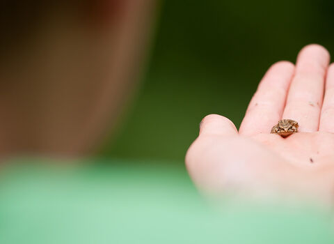 A tiny frog sitting on the hand of a young boy