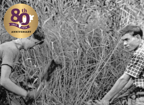 Two young men, likely volunteers, working in tall grass, one with gloved hands, appearing to pull weeds or clear vegetation, likely as part of a conservation or landscaping project, with a banner noting an 80th anniversary.