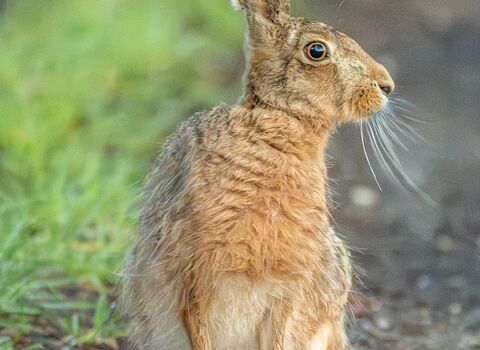 A brown hare sits upright on a dirt path, its long ears raised and alert. Its fur is a mix of light brown and tan, with a slightly fluffy chest, and it looks off to the side with wide, bright eyes. The background is softly blurred greenery.