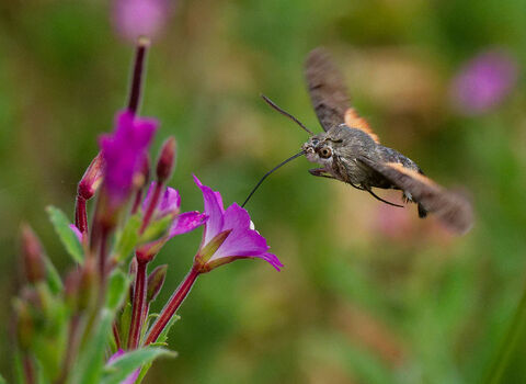 A moth hovers mid air as it is about to land on a purple flower.