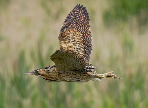bittern in flight flying to the left of the shot with a blurred reed bed/nature reserve background