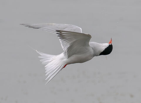 common tern flying on its back
