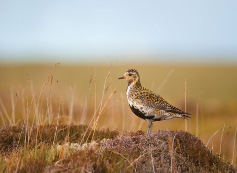 golden plover bird on a rock on the moors