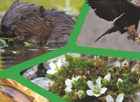 Collage of nature images: a beaver eating in water, a golden eagle in flight, a salmon in shallow water, and small white wildflowers growing on rocks.