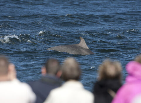 People watching bottlenose dolphin, The Wildlife Trusts