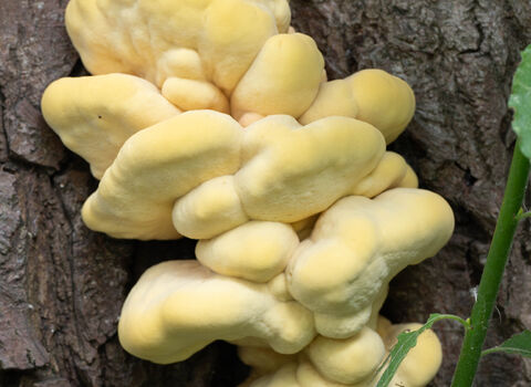 Chicken of the woods fungi 
