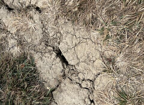 Dry and cracked soil following a heatwave. Tufts of brown grass are also visible