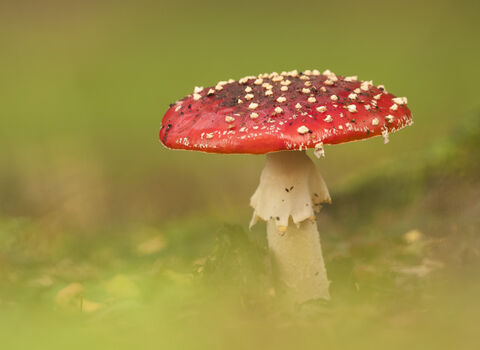 Fly agaric